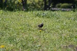 NZF_0058